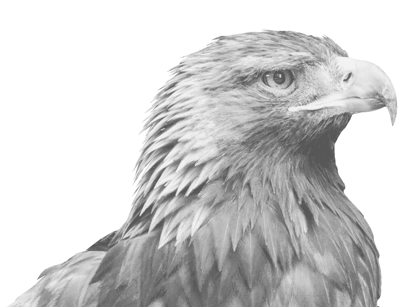 Hawk