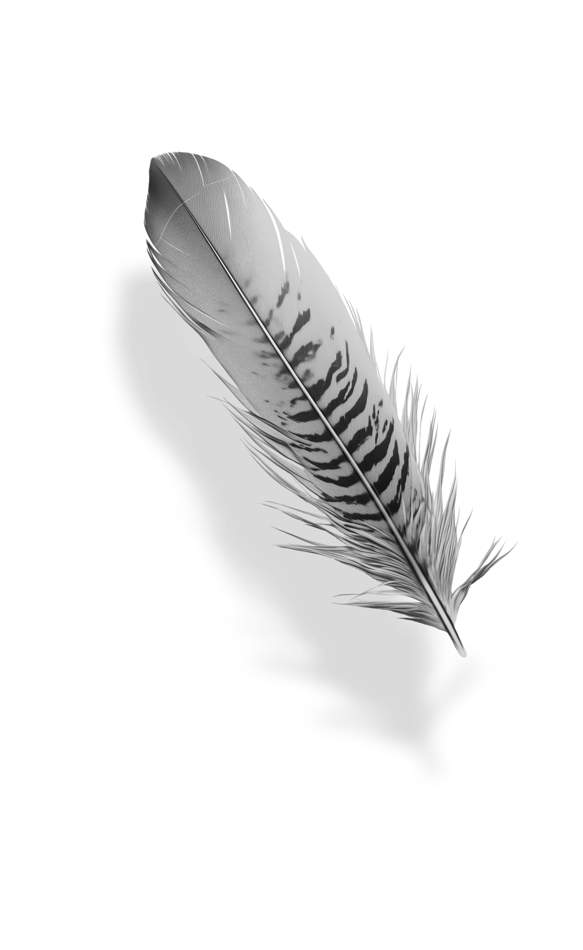 feather