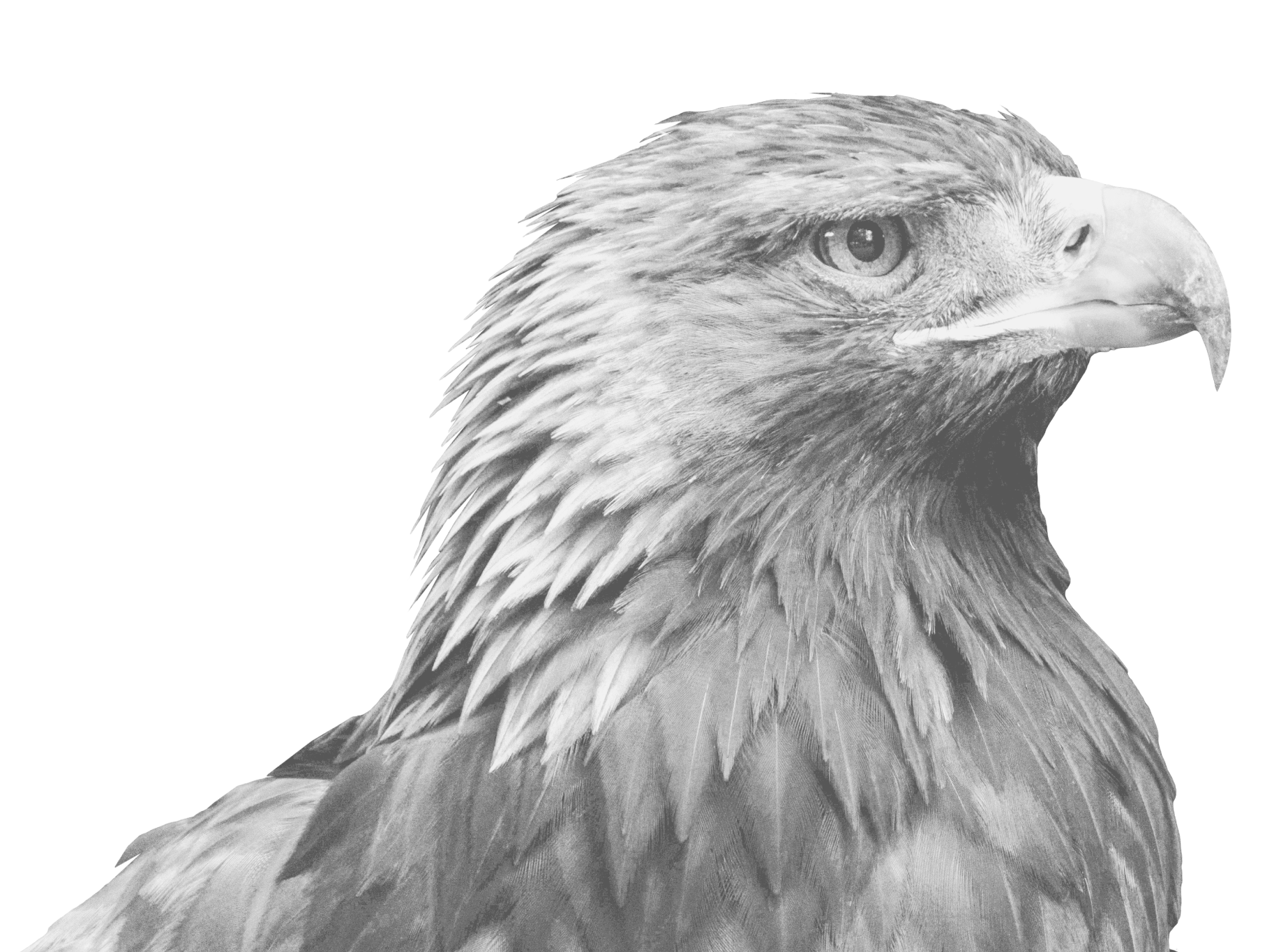 Hawk