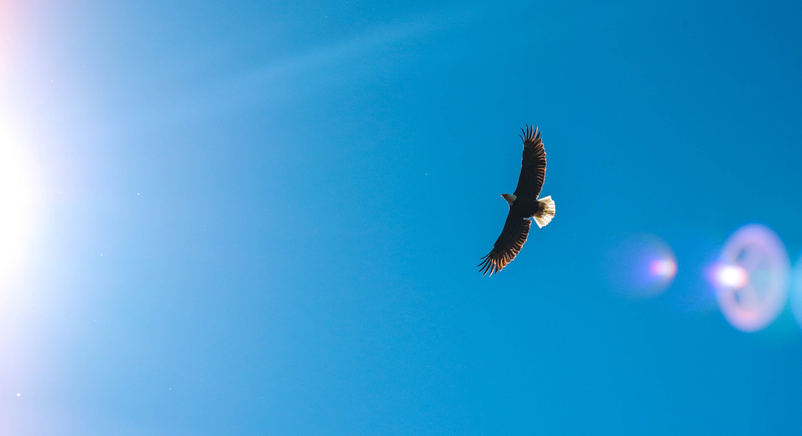 Eagle soaring against the backdrop of a blue sky.