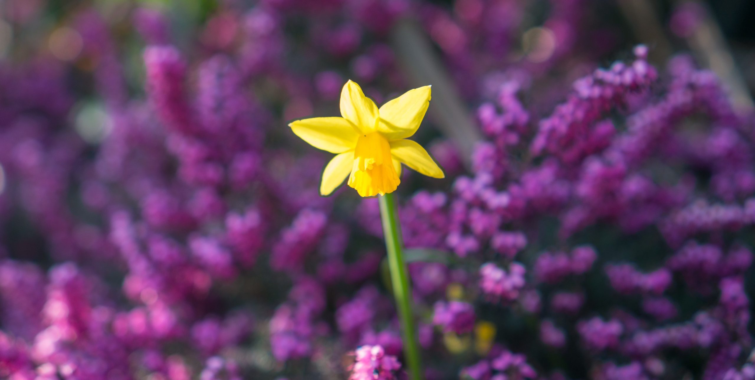 Yellow flower among purple flowers as part of an article about articulating your value proposition.