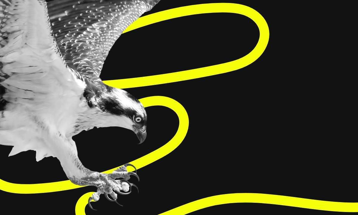 Graphic featuring a hawk as part of an article about the importance of branding.