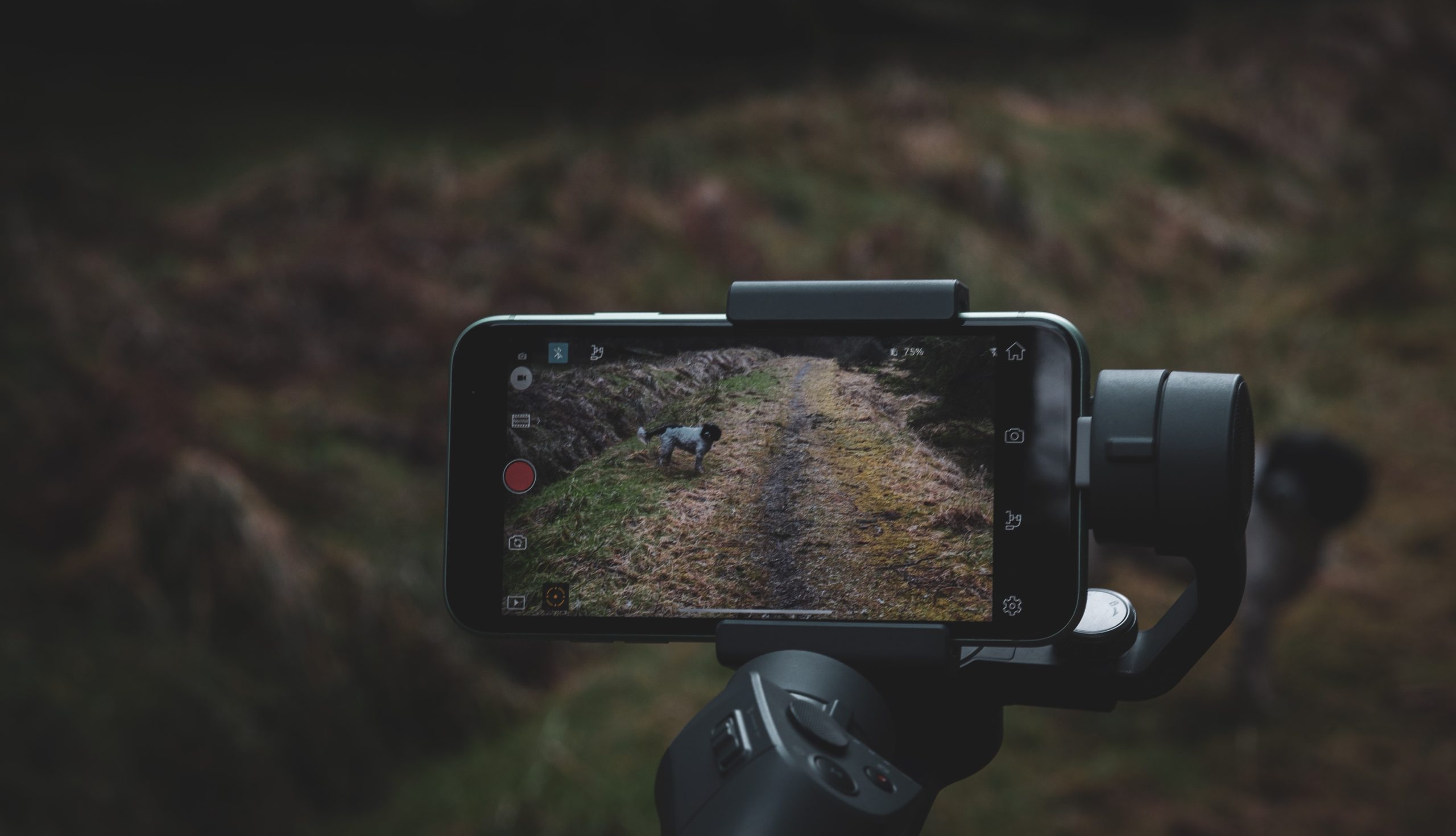 Smartphone attached to a gimbal recording a video featuring a dog.
