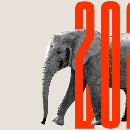 Hunt & Hawk Article Why 2023 Should be the Year of the Elephant