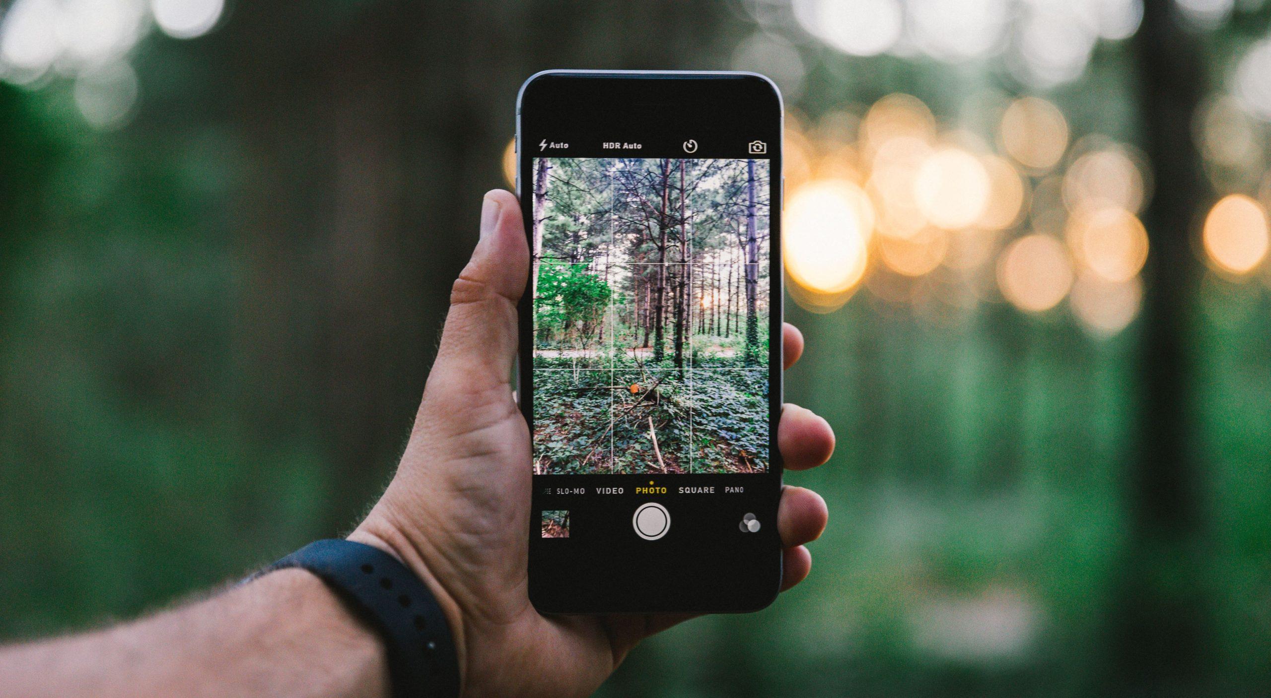 Person holding a phone taking a photo in the woods.