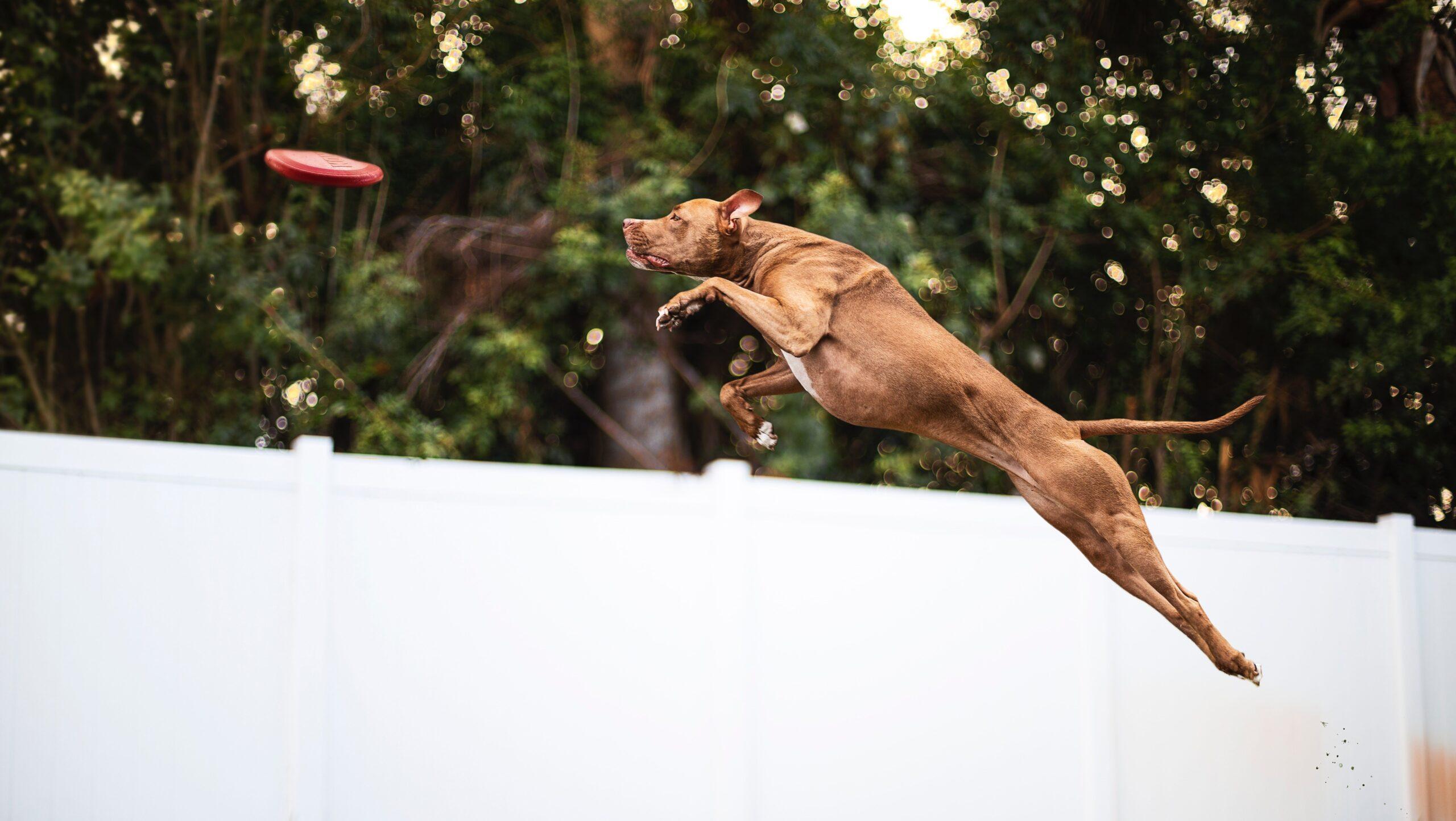 Large, brown dog leaping in an attempt to catch a Frisbee.