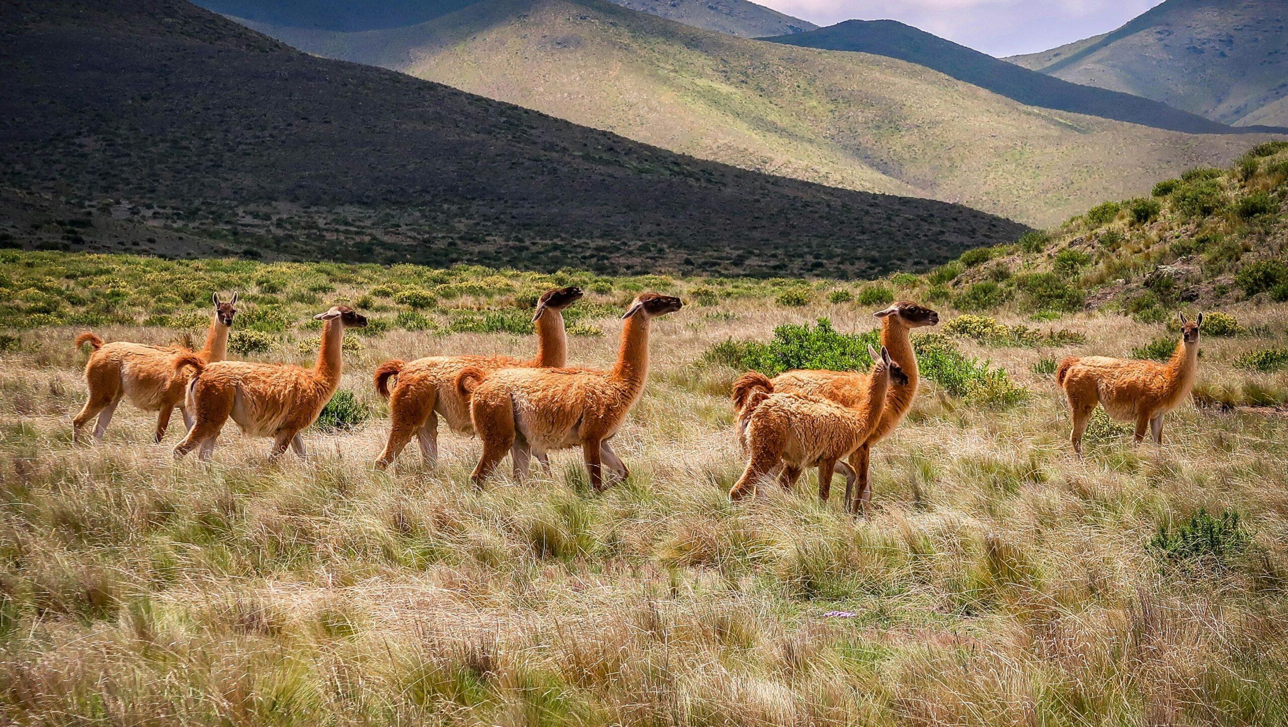A herd of llamas against a mountainous background.